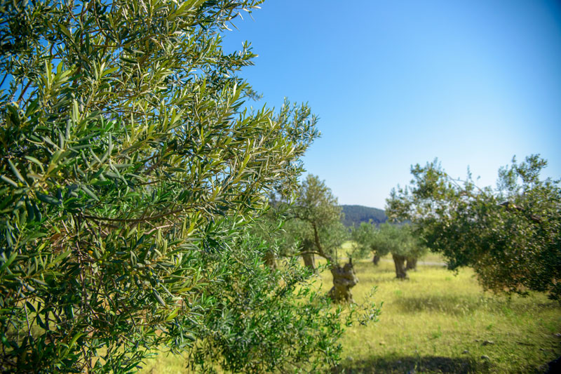 OLIVE OIL AND LESVOS