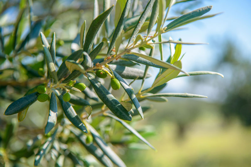 VARIETIES & CHARACTERISTICS OF OLIVE TREES IN LESVOS