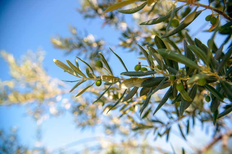 CULINARY SECRETS OF OLIVE OIL